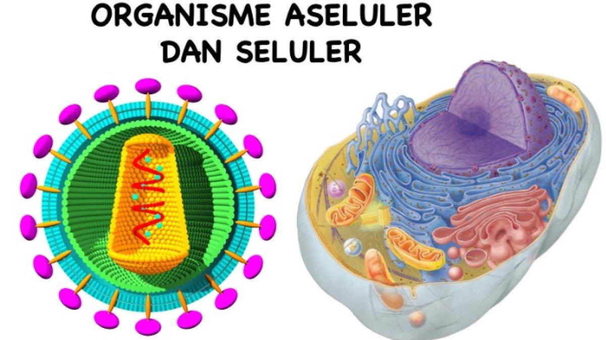Kunci jawaban soal pengertian virus bersifat aseluler