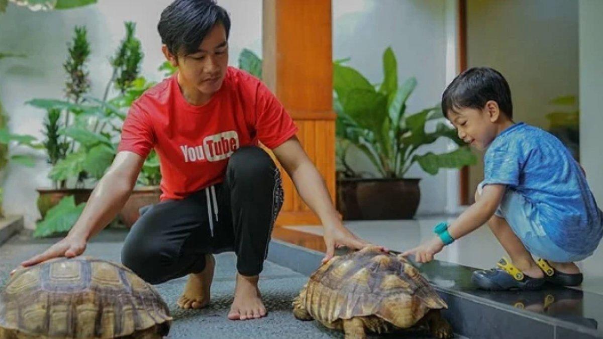 Kura-kura sulcata jadi hewan peliharaan Gibran Rakabuming Raka