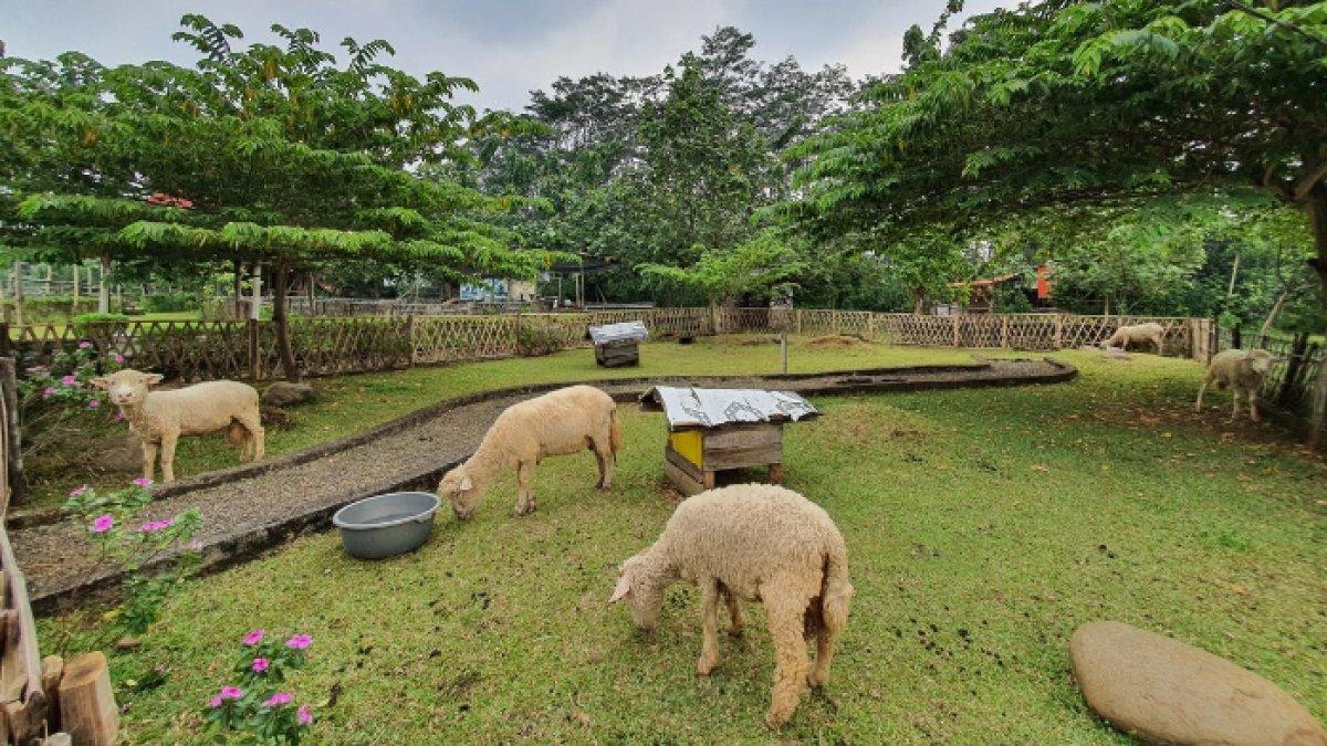 WISATA SERU - Potret Area animal feeding di La Ranch Glamping Adventure disadur dari Kompas.com pada Kamis (8/5/2025). La Ranch Glamping Adventure berada di Pekalongan, Jawa Tengah.