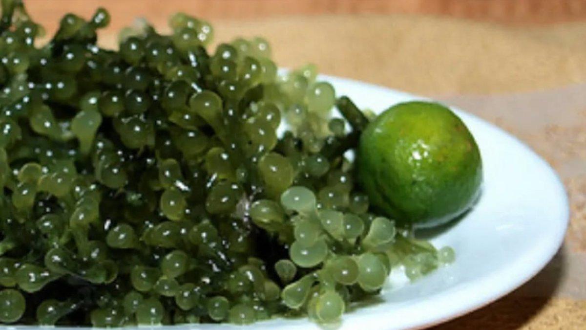 REKOMENDASI MAKANAN RIAU: Latoh Silong