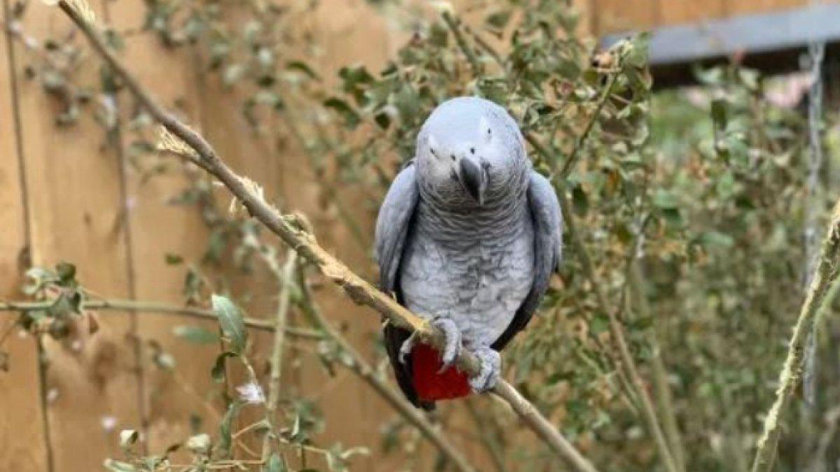 Lima burung yang suka bersumpah serapah, adalah  Tyson, Billy, Eric, Elsie dan Jade.