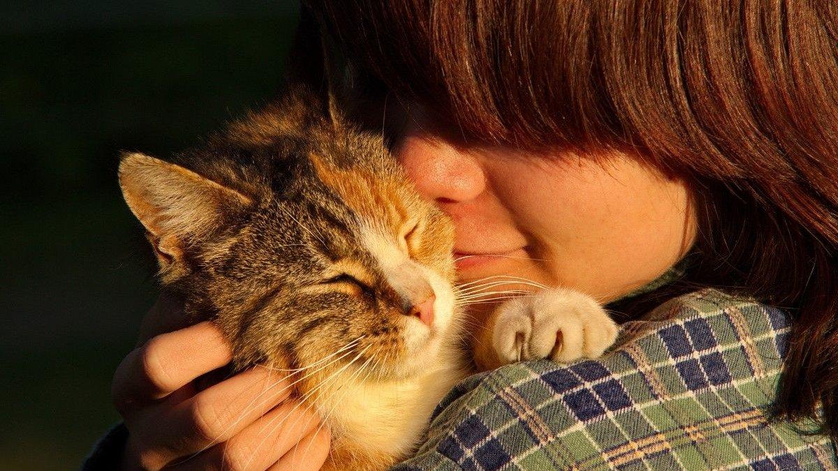 Lowongan pekerjaan memeluk anak kucing bergaji belasan juta di Kanada