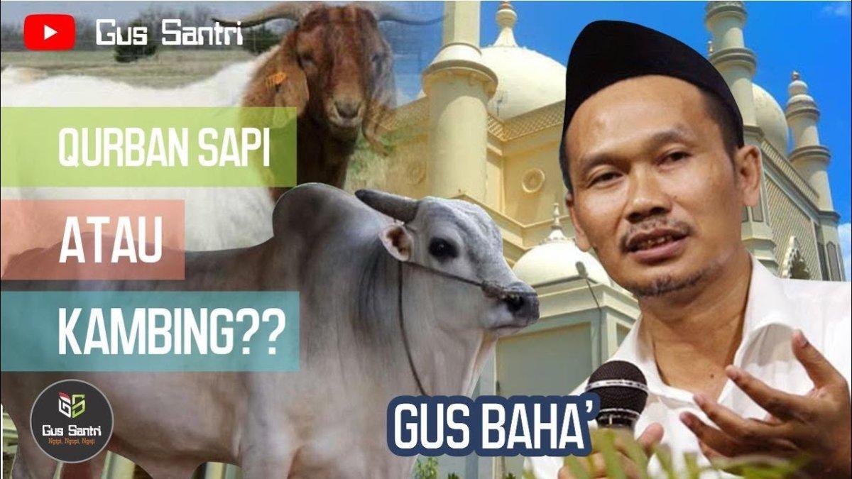 Mana yang lebih baik amalanya, kurban satu ekor kambing dengan sapi untuk tujuh orang? Begini jawaban dari Gus Baha.