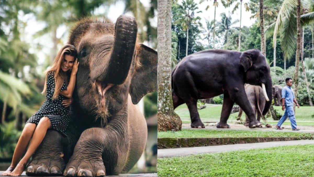 WISATA SERU - Potret Mason Elephant Park diambil dari Instagram pada Kamis (15/5/2025). Mason Elephant Park berada di daerah Taro, Kecamatan Tegallalang, Kabupaten Gianyar, Bali.