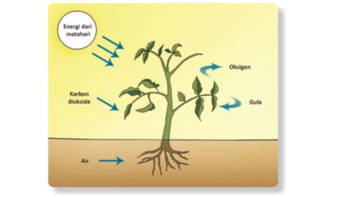 Matahari menghasilkan energi cahaya dan panas.
