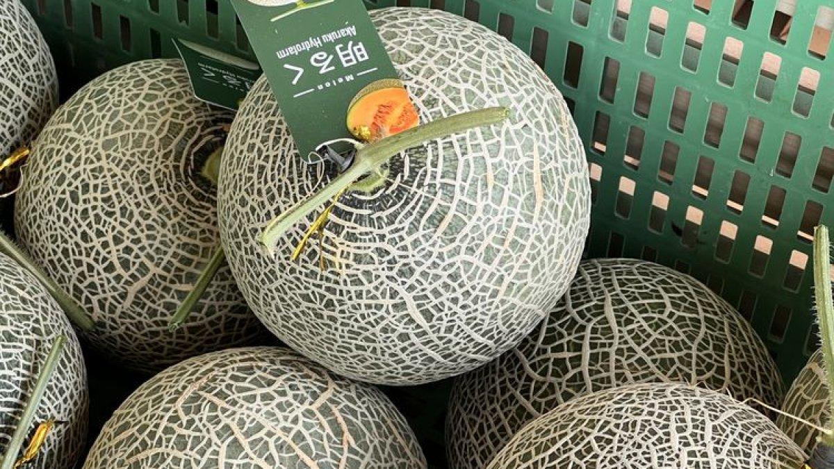 WISATA TANGERANG: Melon di Kebun Melon Akaruku, Cisauk