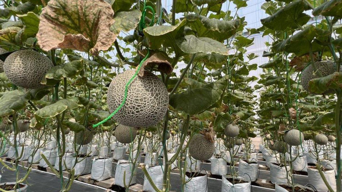 WISATA TANGERANG: Melon di Kebun Melon Akaruku, Cisauk