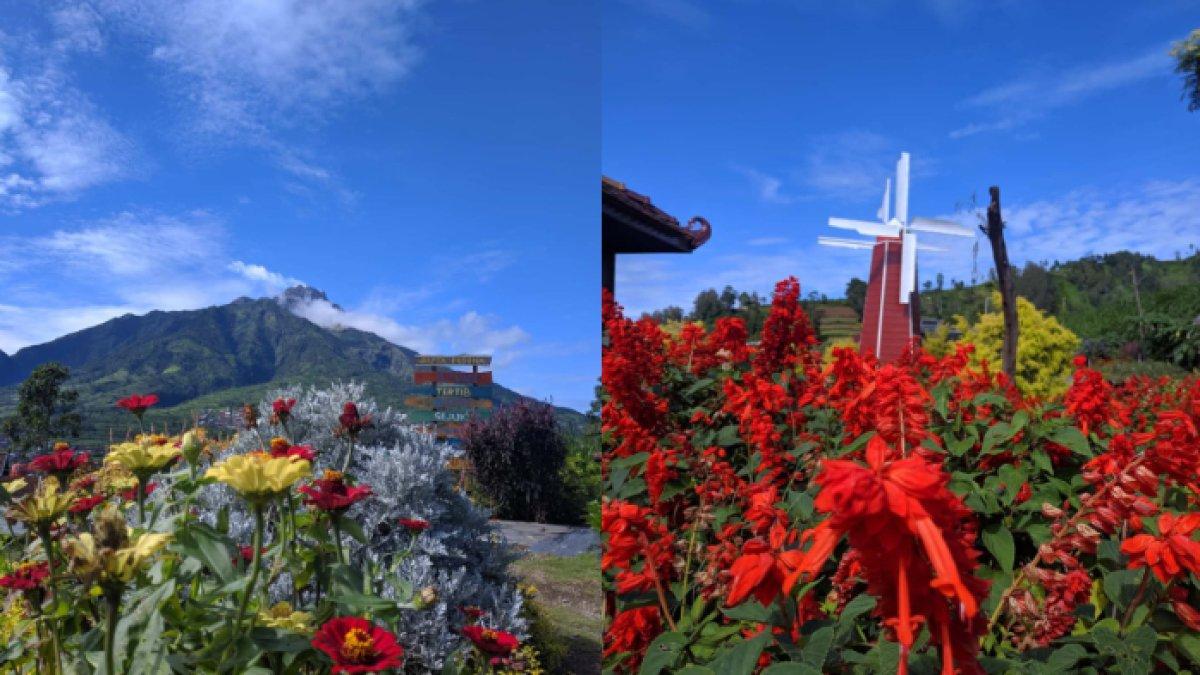WISATA ALAM - Potret Merapi Garden diambil dari Instagram pada Senin (17/3/2025). Merapi Garden berlokasi di lereng Gunung Merbabu.