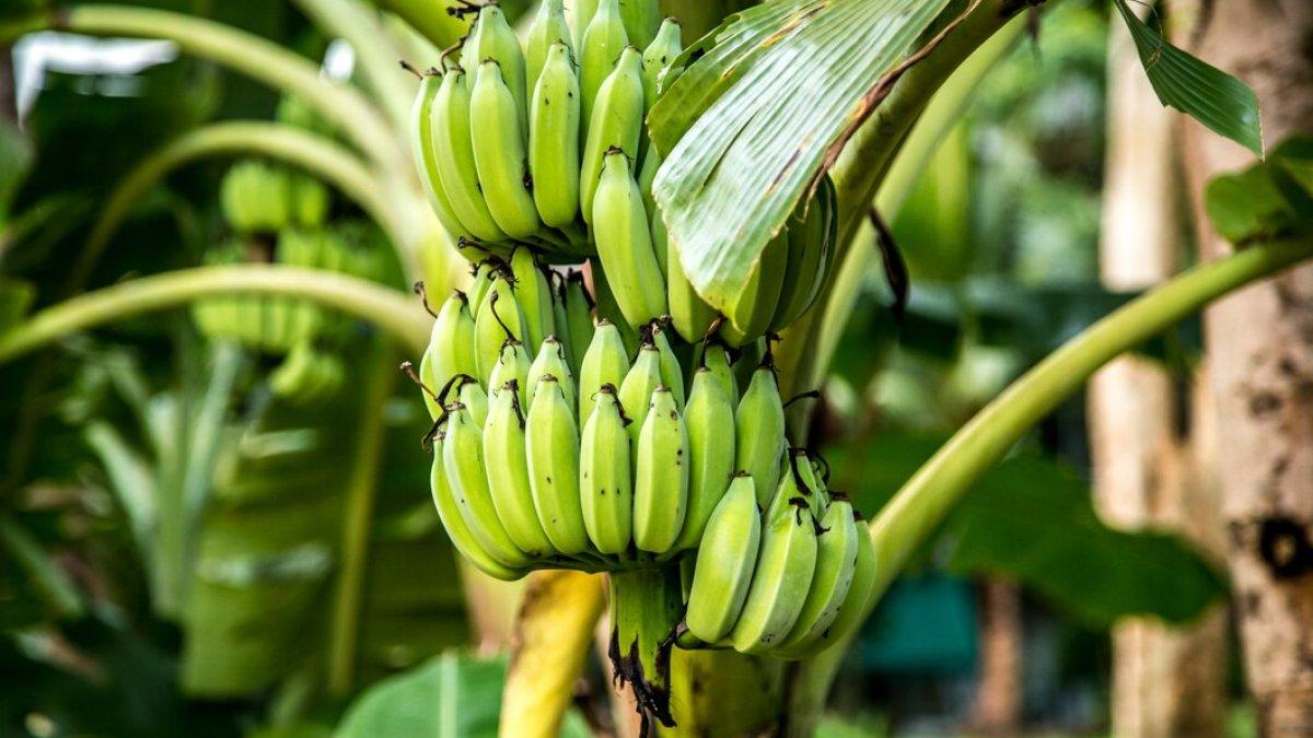 MITOS DI KLATEN: Mitos dilarang menanam pohon pisang di Klaten