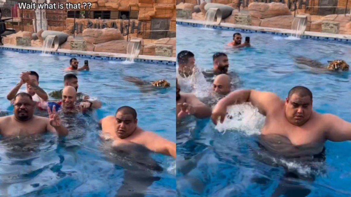 Momen menegangkan saat seekor harimau tiba-tiba ikut berenang bersama pengunjung di kolam renang.