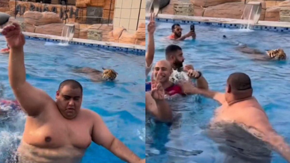 Momen menegangkan saat seekor harimau tiba-tiba ikut berenang bersama pengunjung di kolam renang.