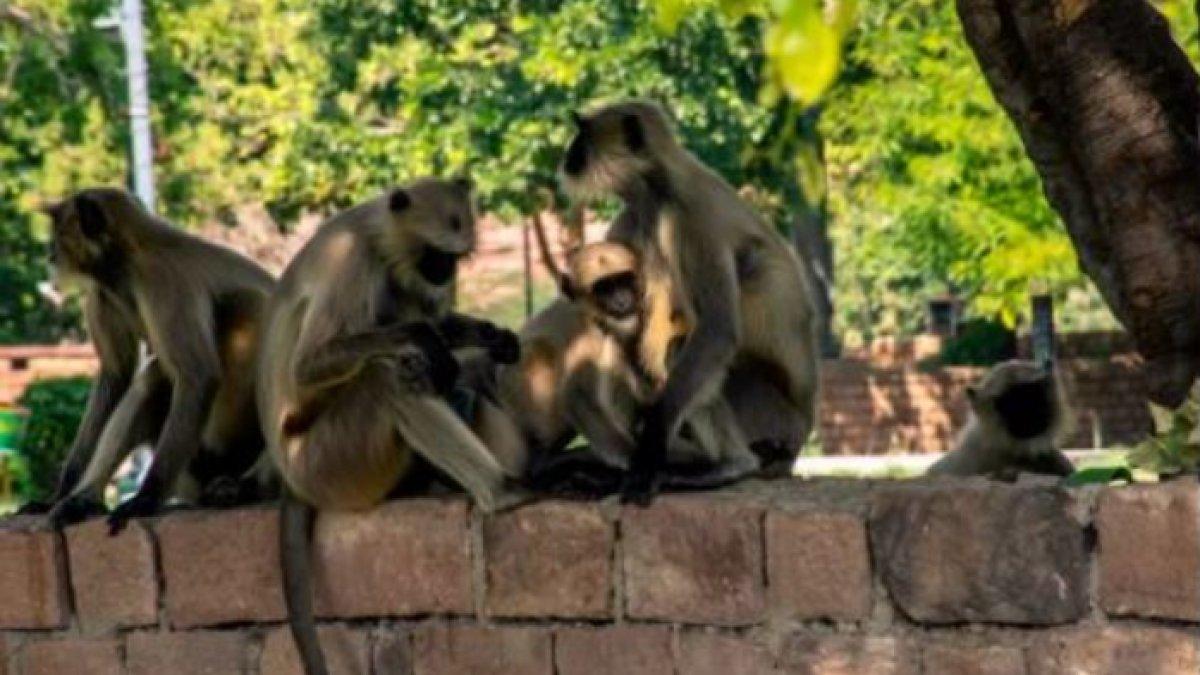 Monyet berubah dari hewan yang tadinya dianggap suci menjadi hama