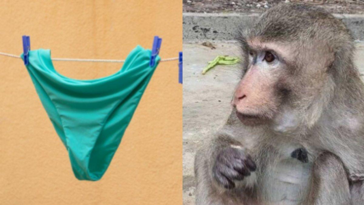 Monyet nakal suka curi pakaian dalam wanita bikin warga Thailand resah