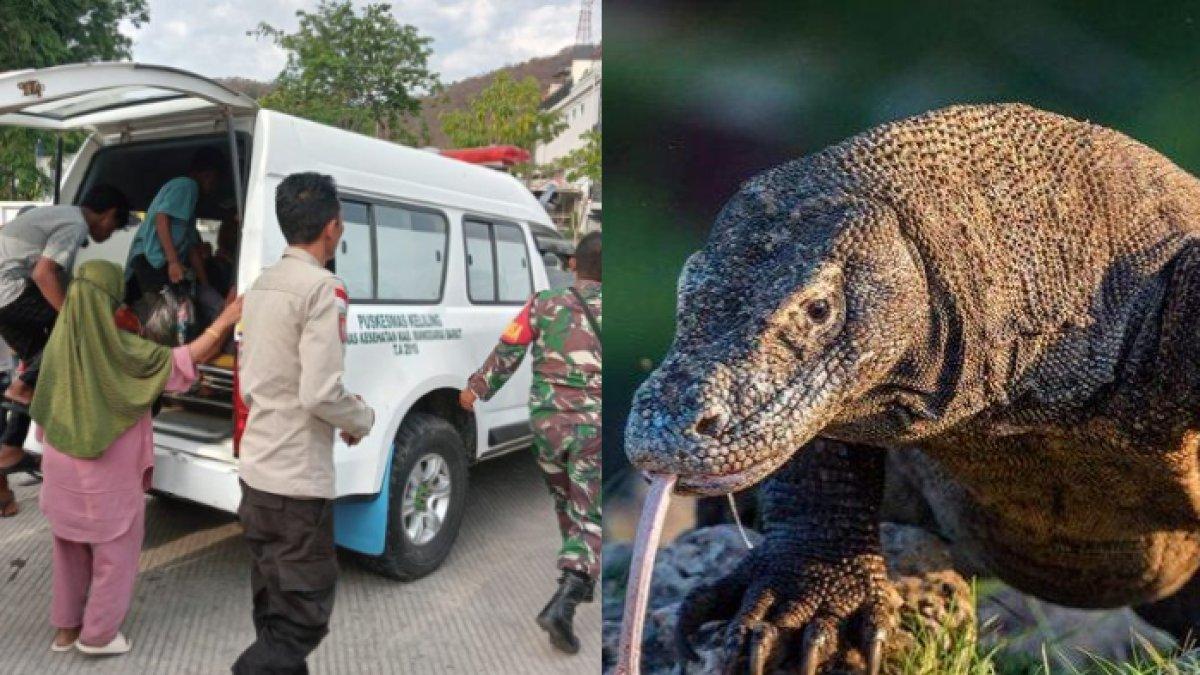 Muhaimin, korban gigitan komodo di Pulau Rinca sedang dievakuasi dengan ambulan, korban sempat syok diserang komodo secara mendadak.