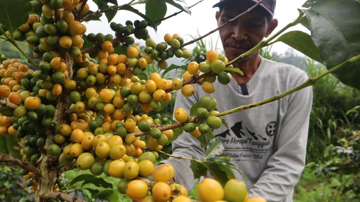 Mujiyanto, petani sayur dan kopi di Desa Samiran, Kecamatan Selo, Boyolali, Jawa Tengah memetik buah segar kopi Yellow Caturra di kebunnya yang terletak di tepi jalan tembus Boyolali-Magelang di antara Gunung Merapi-Merbabu akhir pekan lalu. Muji mengembangjkan jenis kopi Arabika kuning ini sejak 2019 dan sudah panen hasilnya sejak tiga tahun lalu.