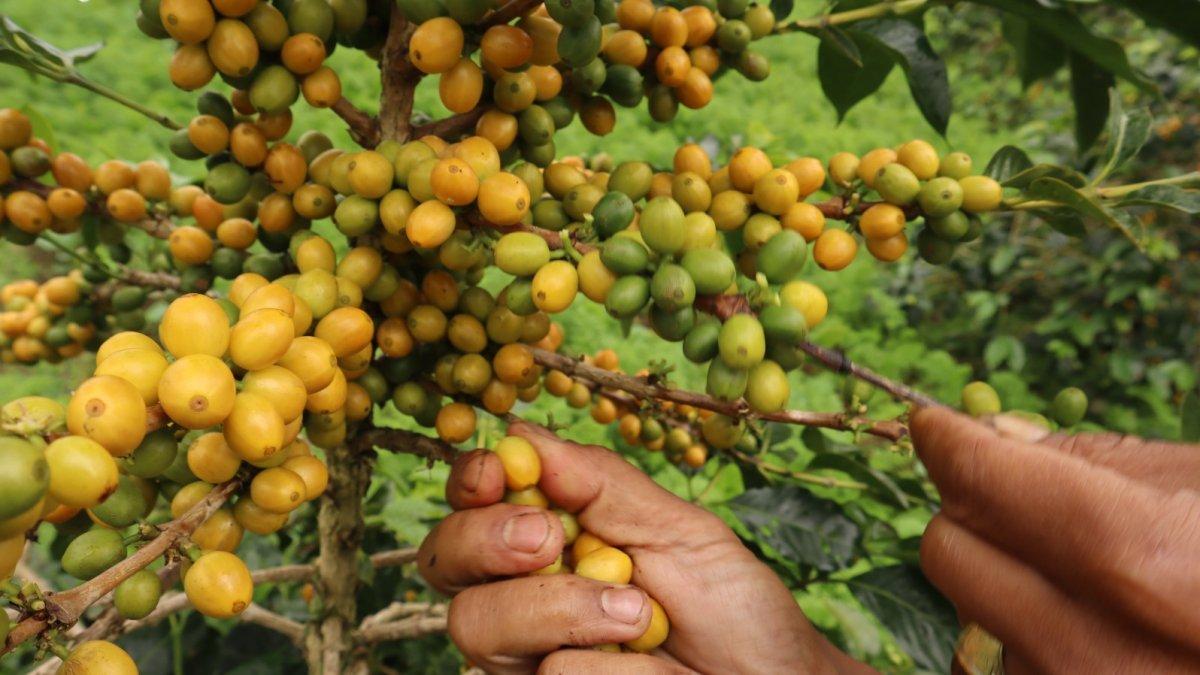 Mujiyanto, petani sayur dan kopi di Desa Samiran, Kecamatan Selo, Boyolali, Jawa Tengah memetik buah segar kopi Yellow Caturra di kebunnya yang terletak di tepi jalan tembus Boyolali-Magelang di antara Gunung Merapi-Merbabu akhir pekan lalu. Muji mengembangjkan jenis kopi Arabika kuning ini sejak 2019 dan sudah panen hasilnya sejak tiga tahun lalu.