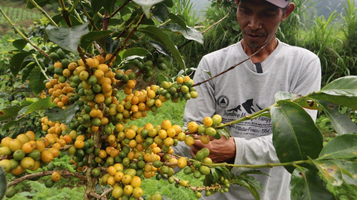Mujiyanto, petani sayur dan kopi di Desa Samiran, Kecamatan Selo, Boyolali, Jawa Tengah memetik buah segar kopi Yellow Caturra di kebunnya yang terletak di tepi jalan tembus Boyolali-Magelang di antara Gunung Merapi-Merbabu akhir pekan lalu. Muji mengembangjkan jenis kopi Arabika kuning ini sejak 2019 dan sudah panen hasilnya sejak tiga tahun lalu.