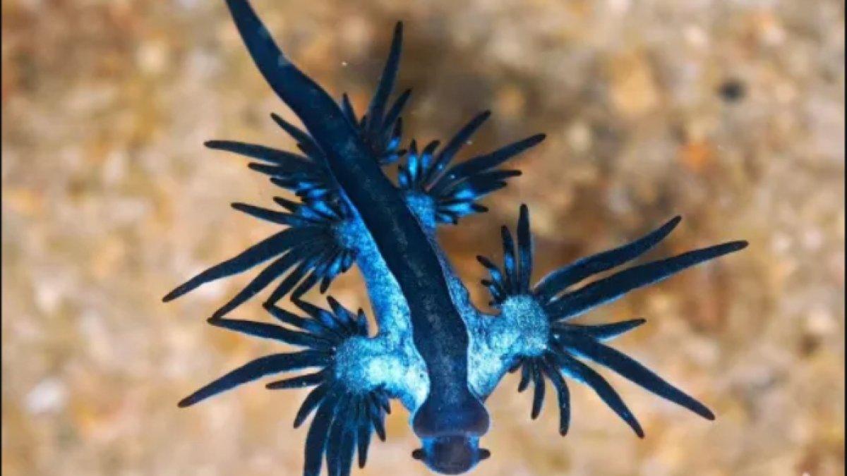 Naga Laut Biru dan Kancing Biru yang aneh muncul ke permukaan.