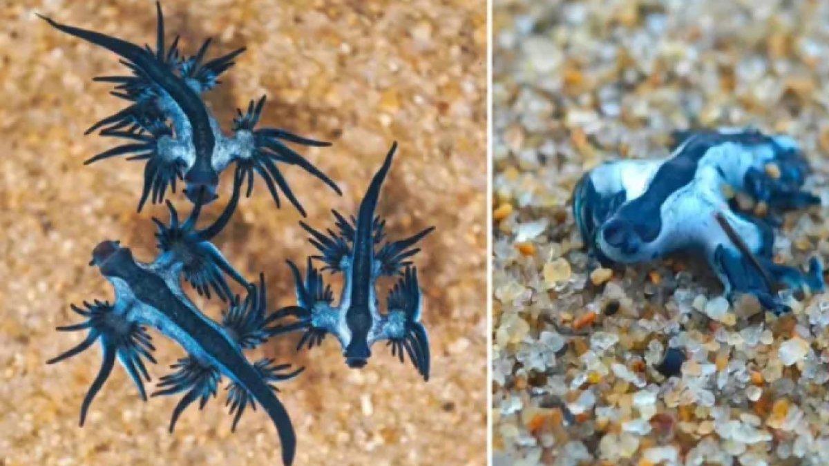 Naga Laut Biru dan Kancing Biru yang aneh muncul ke permukaan.