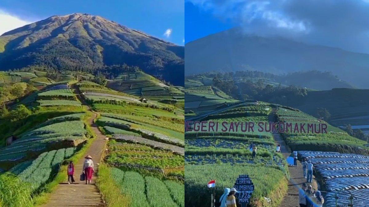 WISATA MAGELANG: Negeri Sayur Sukomakmur, wisata ladang sayur di Magelang