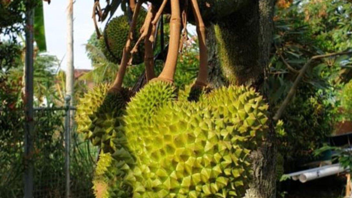 PENJUAL DURIAN KLATEN - Durian di Tana Durian Klaten.