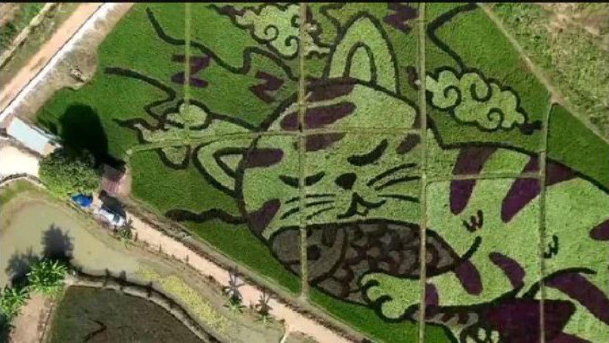 Padi pelangi digunakan untuk menanam padi