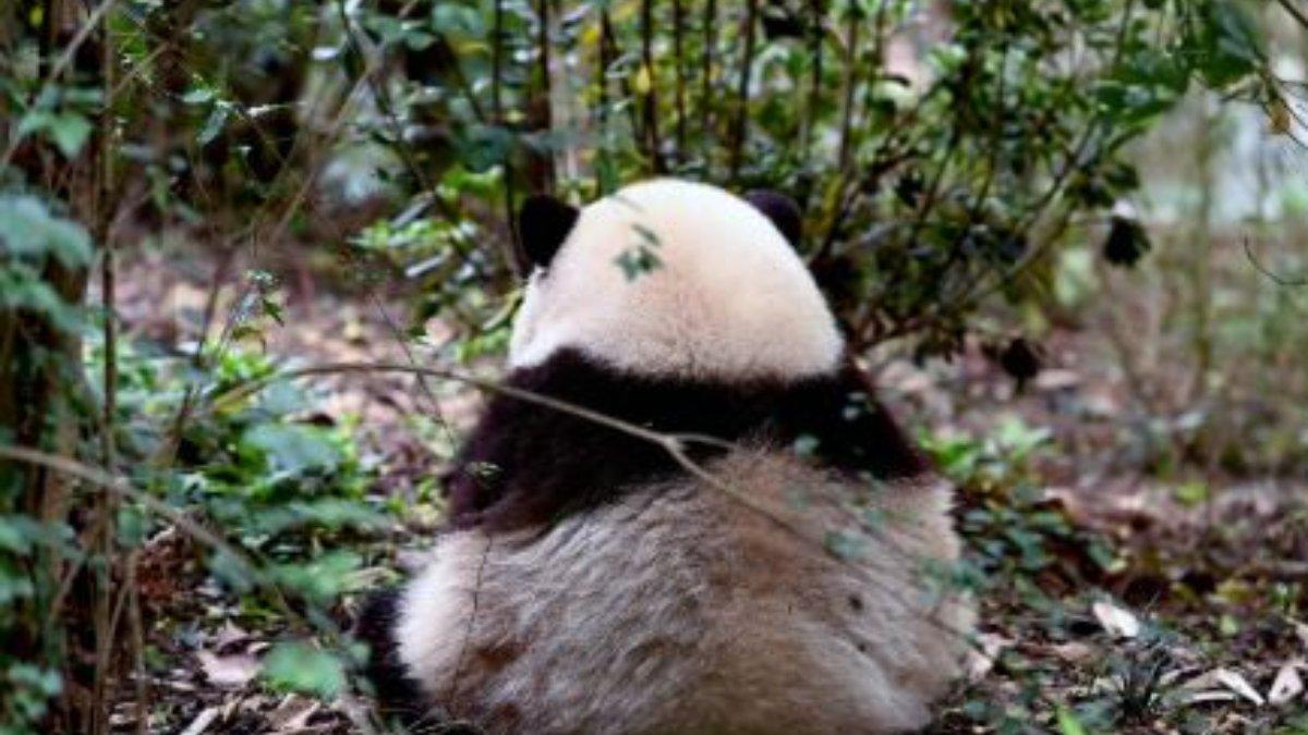 Panda Hua Hua yang viral.