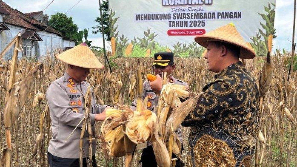 PROGRAM BUPATI WONOSOBO - Suasana pelaksanaan Panen Raya Jagung Serentak di Dusun Melaran, Desa Jlamprang, Kabupaten Wonosobo, Kamis (5/6/2025). Hasil panen raya pada kuartal II ini mencapai sekira 20 ton jagung.