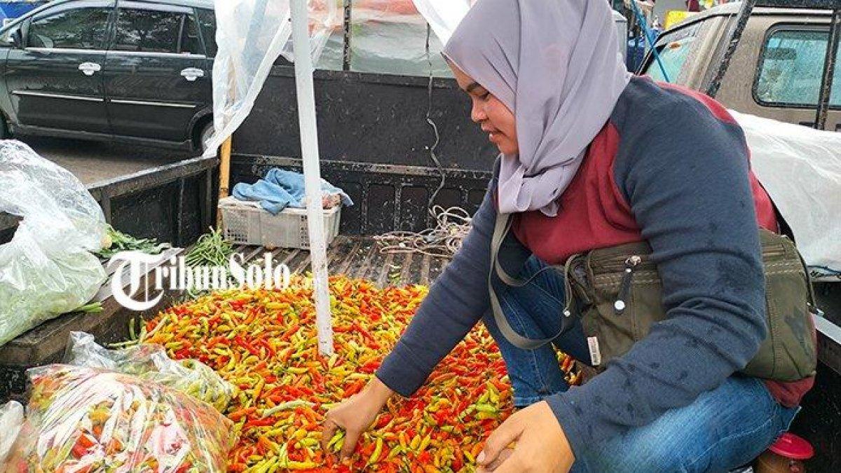 PROGRAM BUPATI BOYOLALI - Pedagang cabai menyortir cabai yang dibeli dari petani, di Pasar Sayur Cepogo, Senin (22/1/2024) lalu. Harga cabai di Pasar Boyolali Kota yang sehari sebelumnya Rp105 ribu tiba-tiba turun menjadi Rp85 ribu pada hari ini, Rabu (5/3/2025), saat adanya sidak dari Satgas Pangan.
