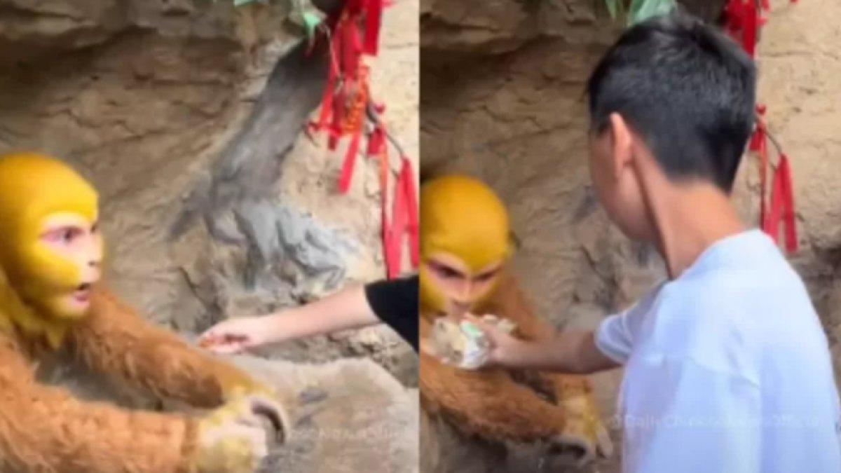 Pekerjaan menggiurkan bergaji Rp13 juta, kerjaan cuma rebahan sembari memakai kostum kera.