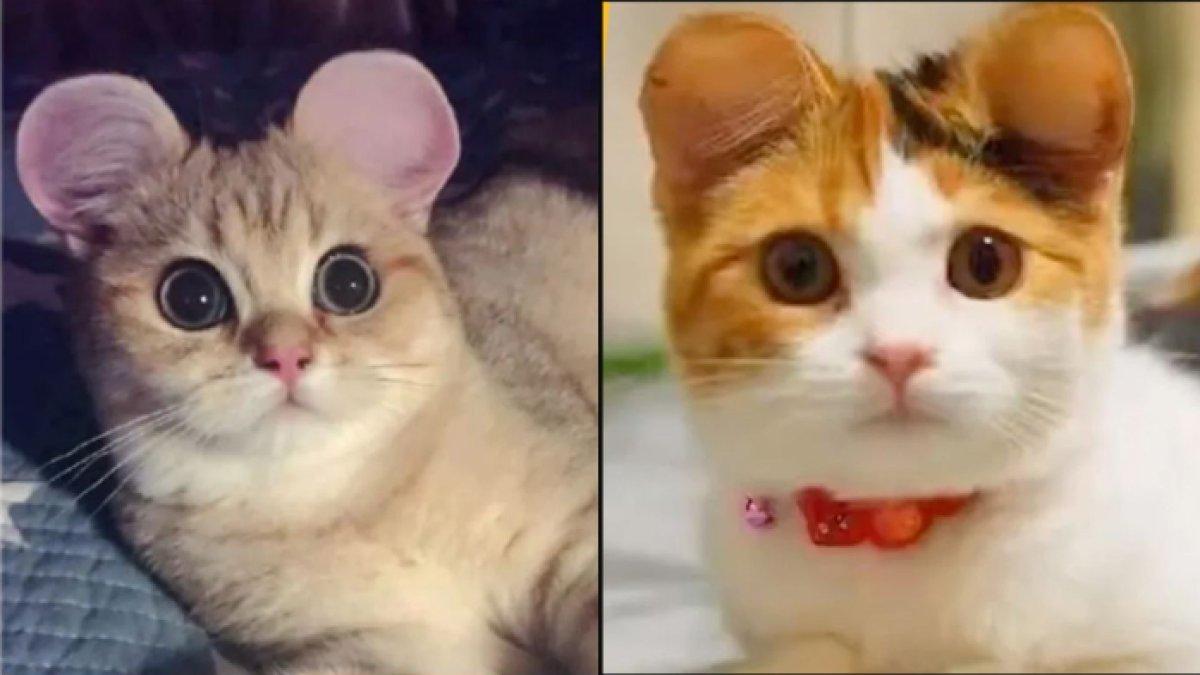 Pembentukan telinga hewan peliharaan seperti anjing atau kucing agar menyerupai karakter ikonik Disney.