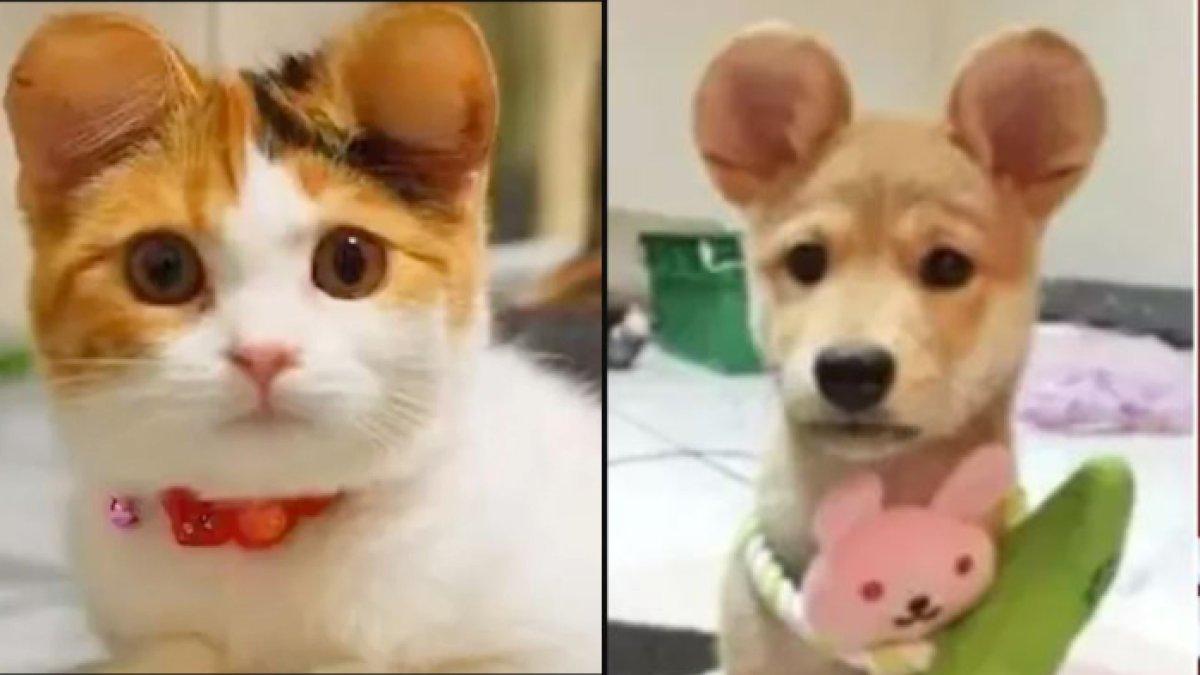 Pembentukan telinga hewan peliharaan seperti anjing atau kucing agar menyerupai karakter ikonik Disney.