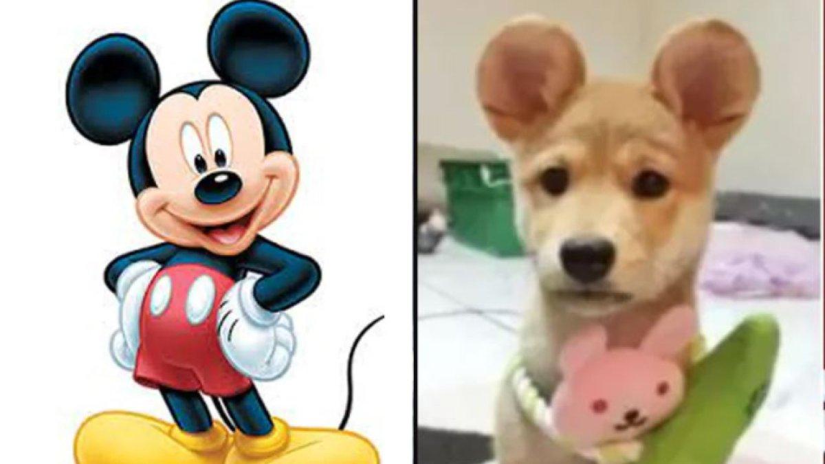 Pembentukan telinga hewan peliharaan seperti anjing atau kucing agar menyerupai karakter ikonik Disney.