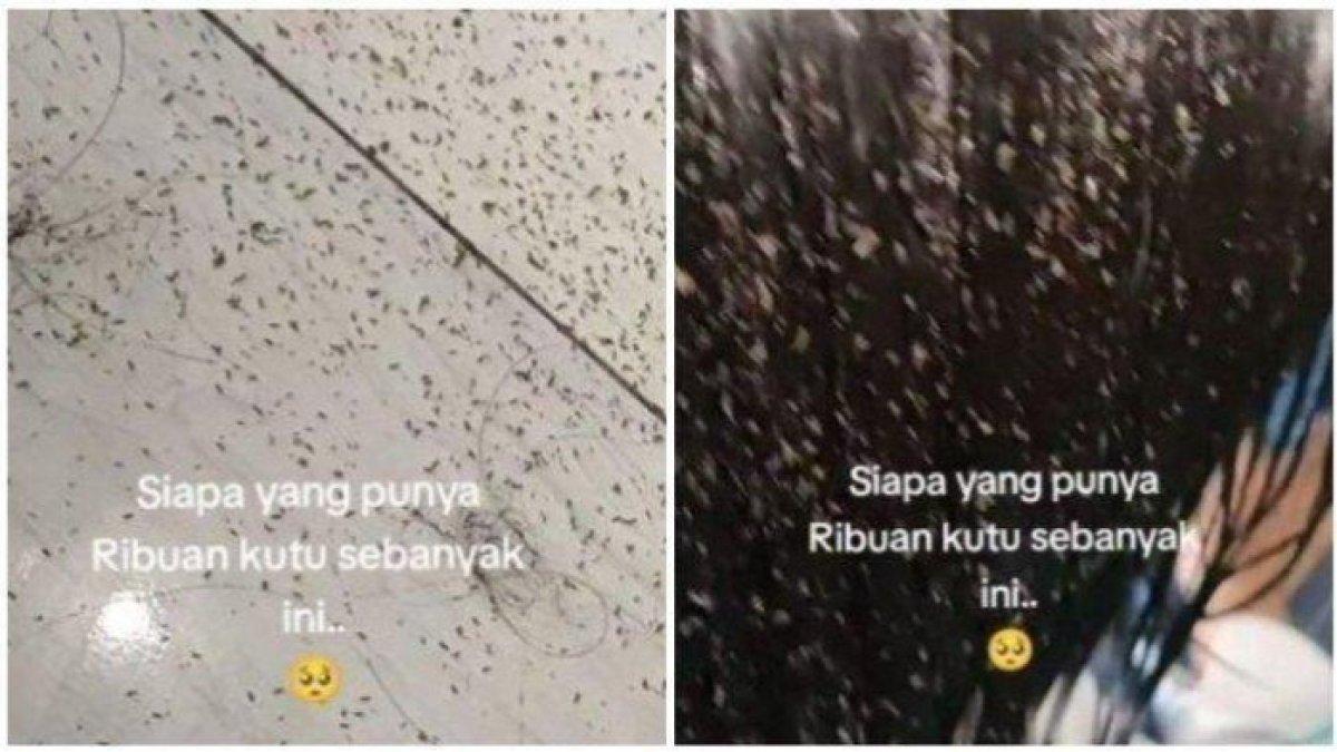 Pemilik salon syok liat ribuan kutu bersarang di rambut bocah
