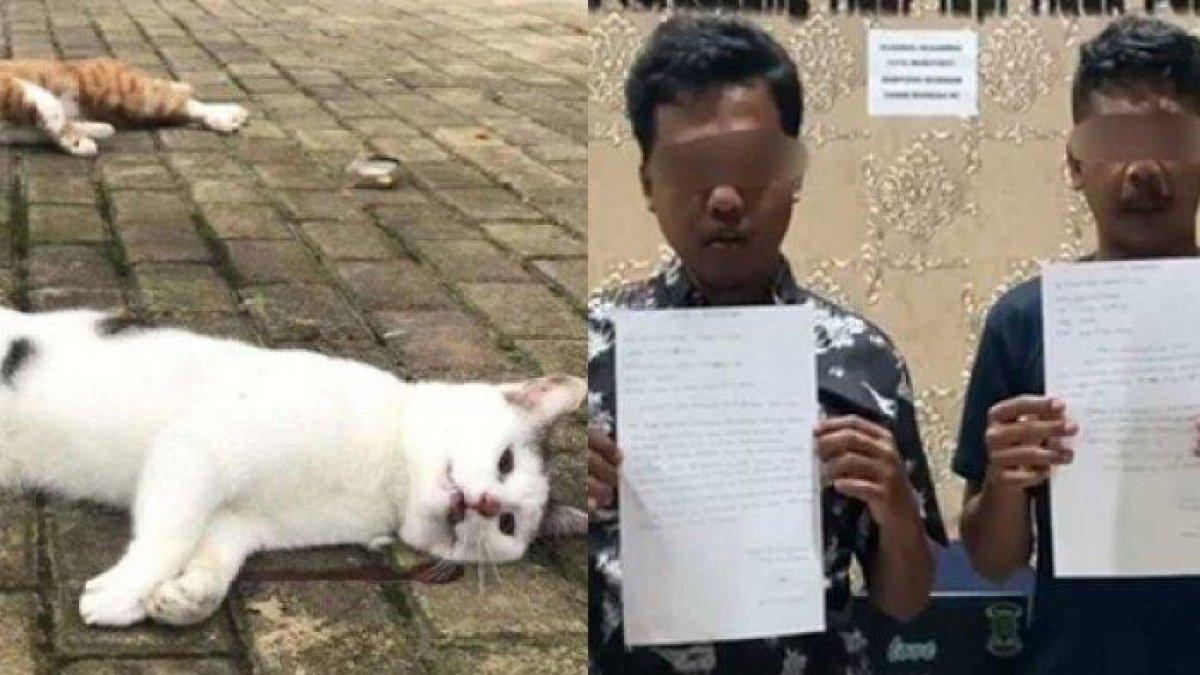 Pemuda Pelempar Kucing ke Laut di Jepara, Ngaku Demi Konten Viral,