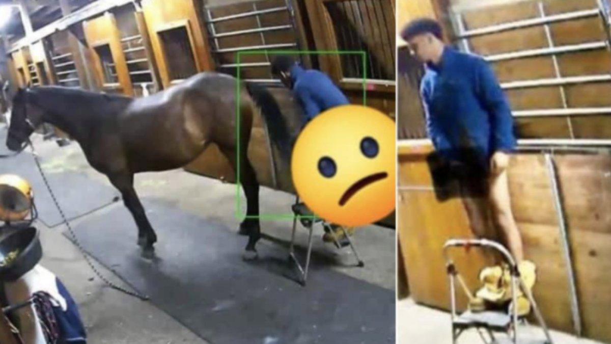 Pemuda ini akhirnya mengakui perbuatannya telah memperkosa seekor kuda, aksi terekam CCTV.