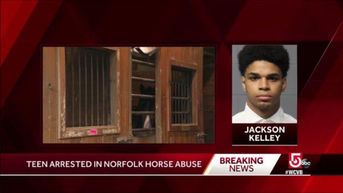 Pemuda ini akhirnya mengakui perbuatannya telah memperkosa seekor kuda, aksi terekam CCTV.