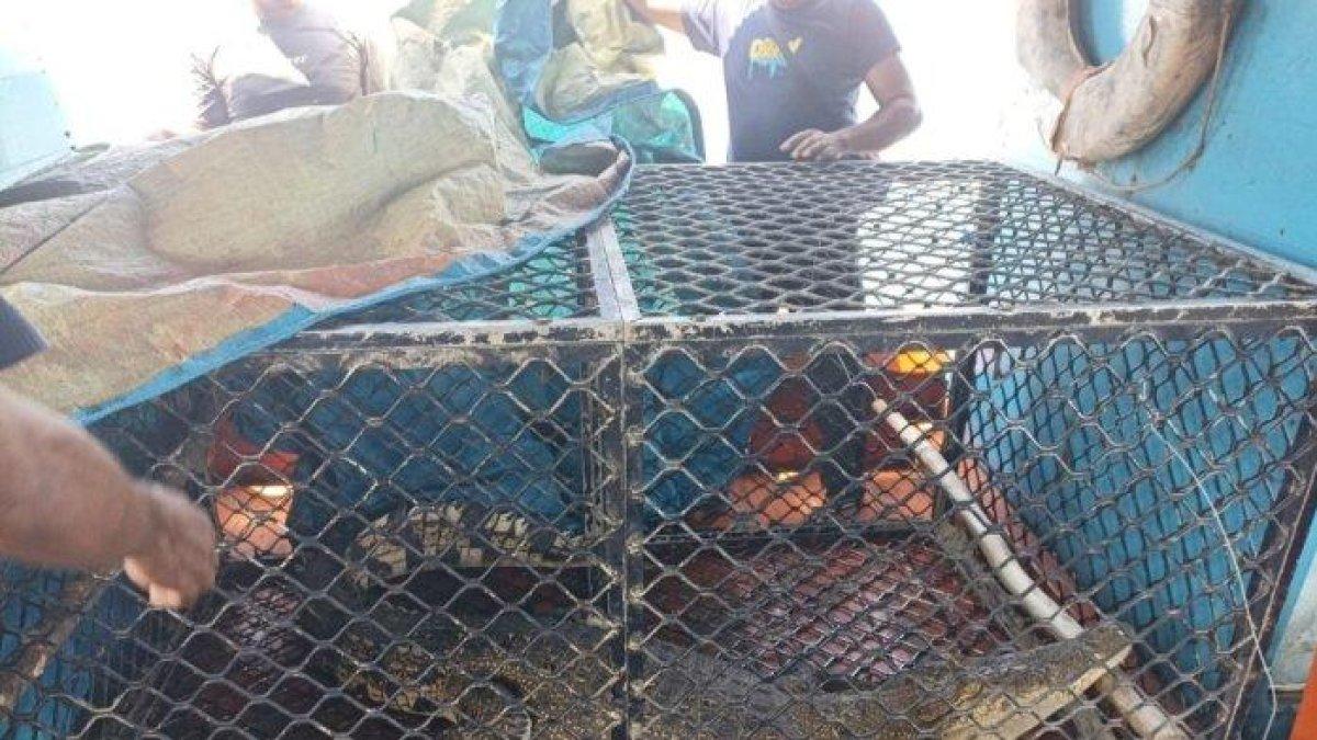 Penampakan buaya yang tewaskan nelayan Pulau Banyak Barat