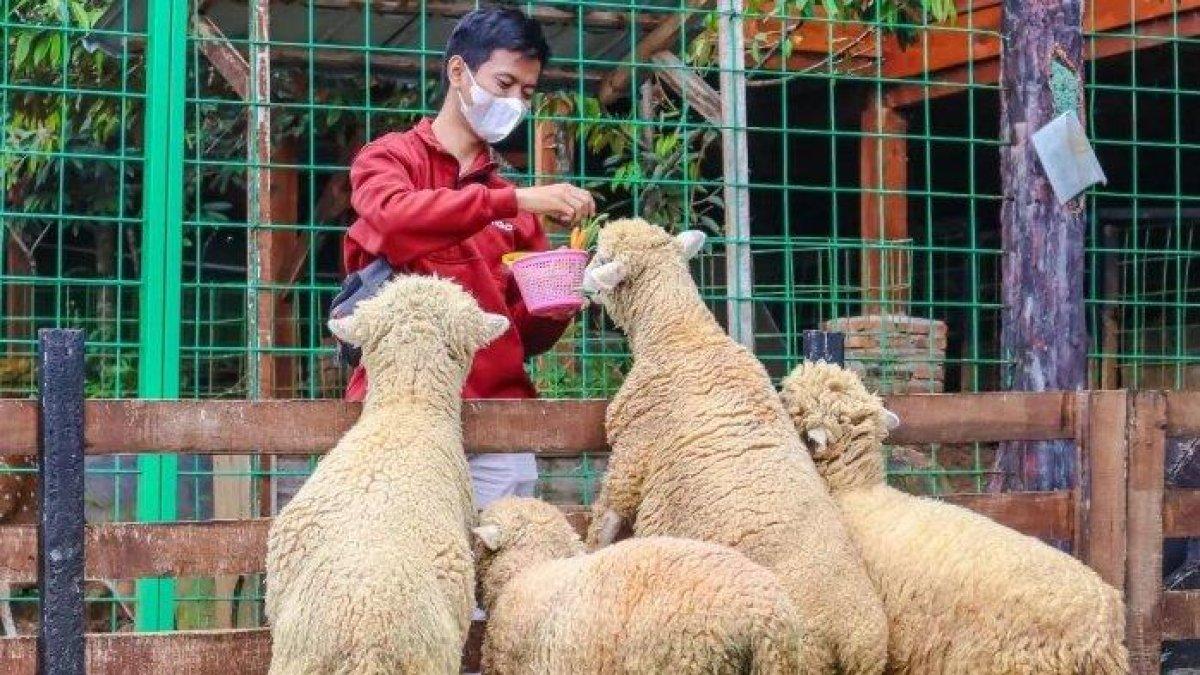 WISATA DI BOGOR - Pengunjung The Farm Pancawati sedang memberi makan hewan ternak di area mini zoo.