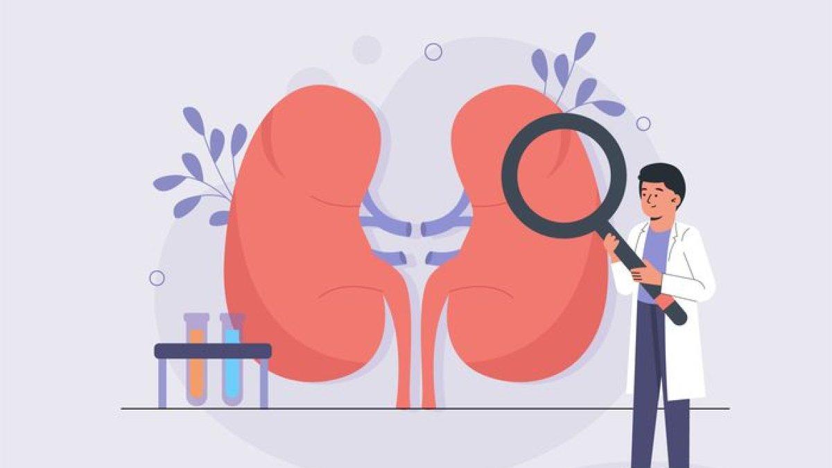 Proses pembentukan urine di dalam organ ginjal.