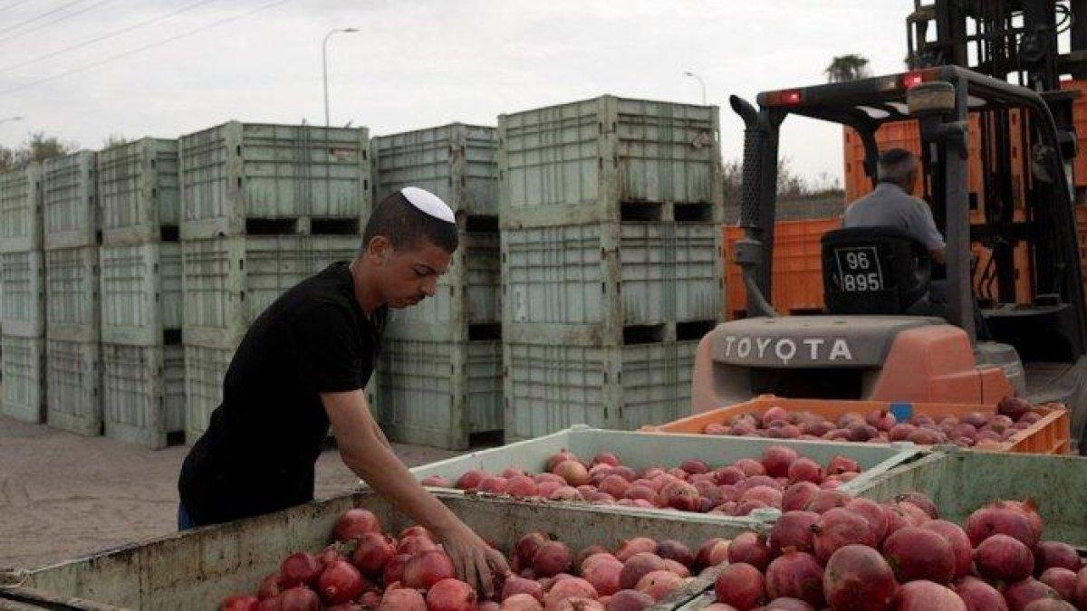 Petani buah di Israel Utara dilaporkan merugi 500 juta shekel imbas lahan pertaniannya jadi sasaran serangan kelompok bersenjata Hizbullah dari Lebanon.