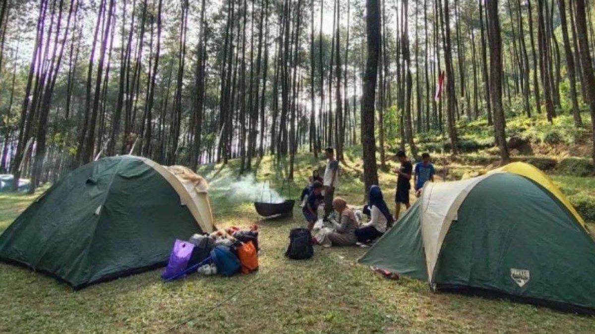 WISATA ALAM - Potret Pinea Forest Mangli disadur dari TribunTravel.com pada Kamis (10/4/2025). Pinea Forest Mangli berada di Magelang, Jawa Tengah.
