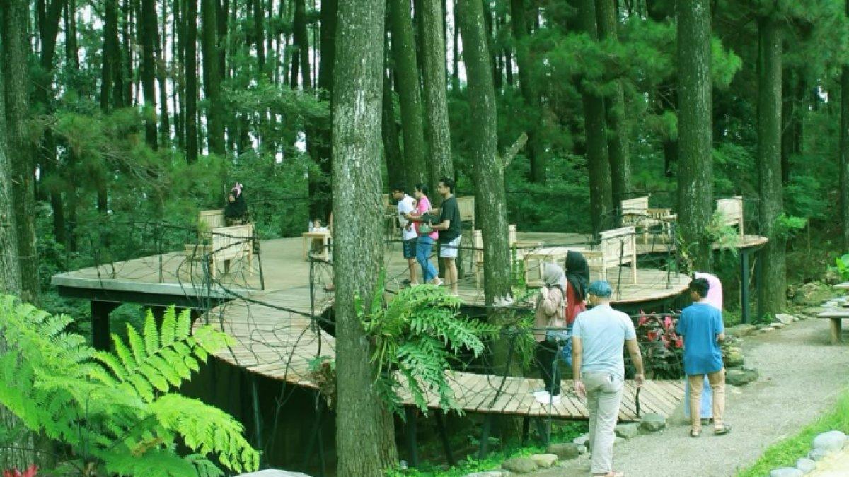 WISATA ALAM - Potret Pinusia Park diambil dari Instagram pada Minggu (6/4/2025). Pinusia Park berada di Kabupaten Semarang, Jawa Tengah.