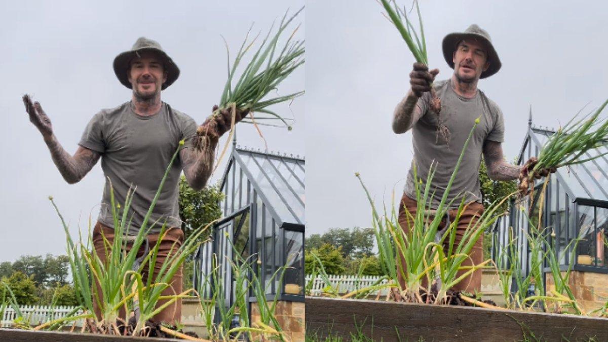 Potret David Beckham banting stir menjadi petani hingga peternak ayam di rumahnya bersama anaknya, Harper Beckham.