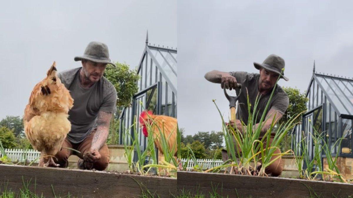 Potret David Beckham banting stir menjadi petani hingga peternak ayam di rumahnya bersama anaknya, Harper Beckham.