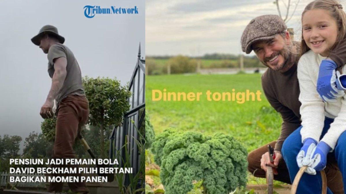 Potret David Beckham banting stir menjadi petani hingga peternak ayam di rumahnya bersama anaknya, Harper Beckham.