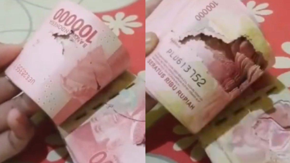 Pria ini syok melihat uang tabungannya yang disimpan di lemari dimakan rayap, kini robek