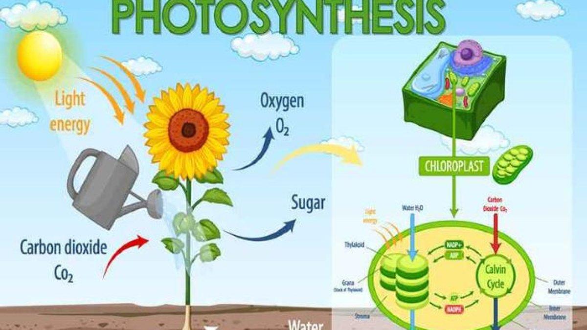 Proses Fotosintesis Bagi tumbuhan