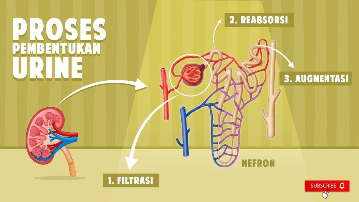 Apa saja proses pembentukan urine dalam tubuh manusia? Sistem ekskresi merupakan sistem yang bertugas membuang dan mengolah sisa metabolisme dan racun dalam tubuh.