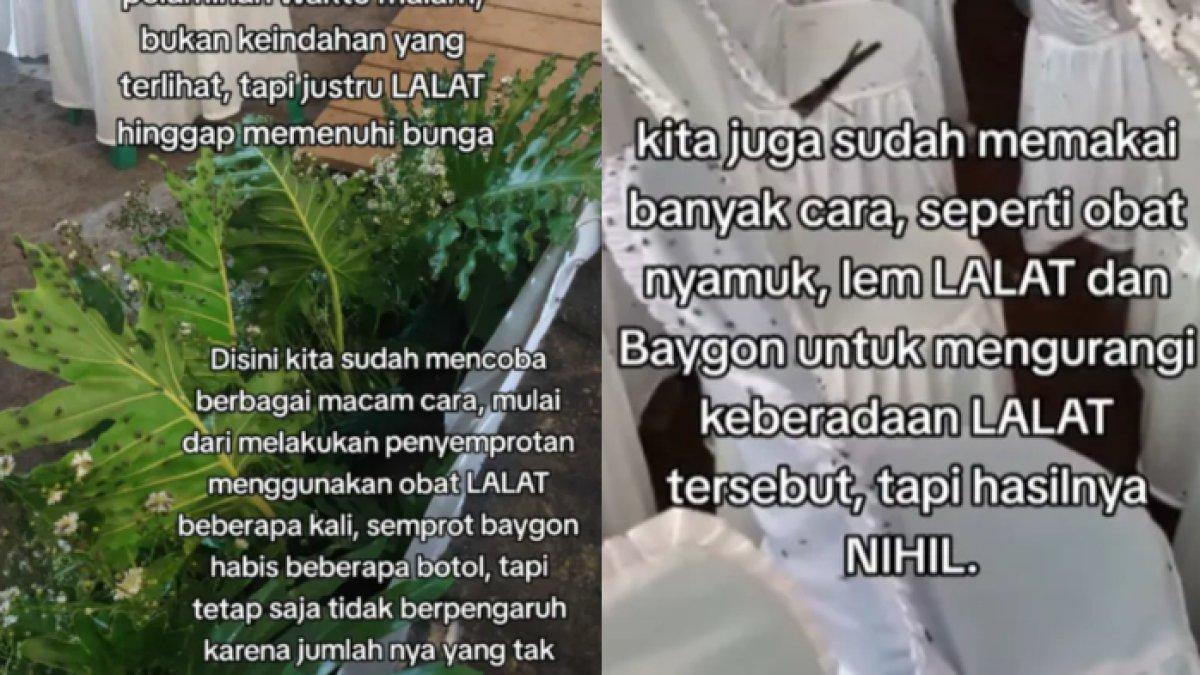 Ribuan lalat datang menyerbu resepsi pernikahan